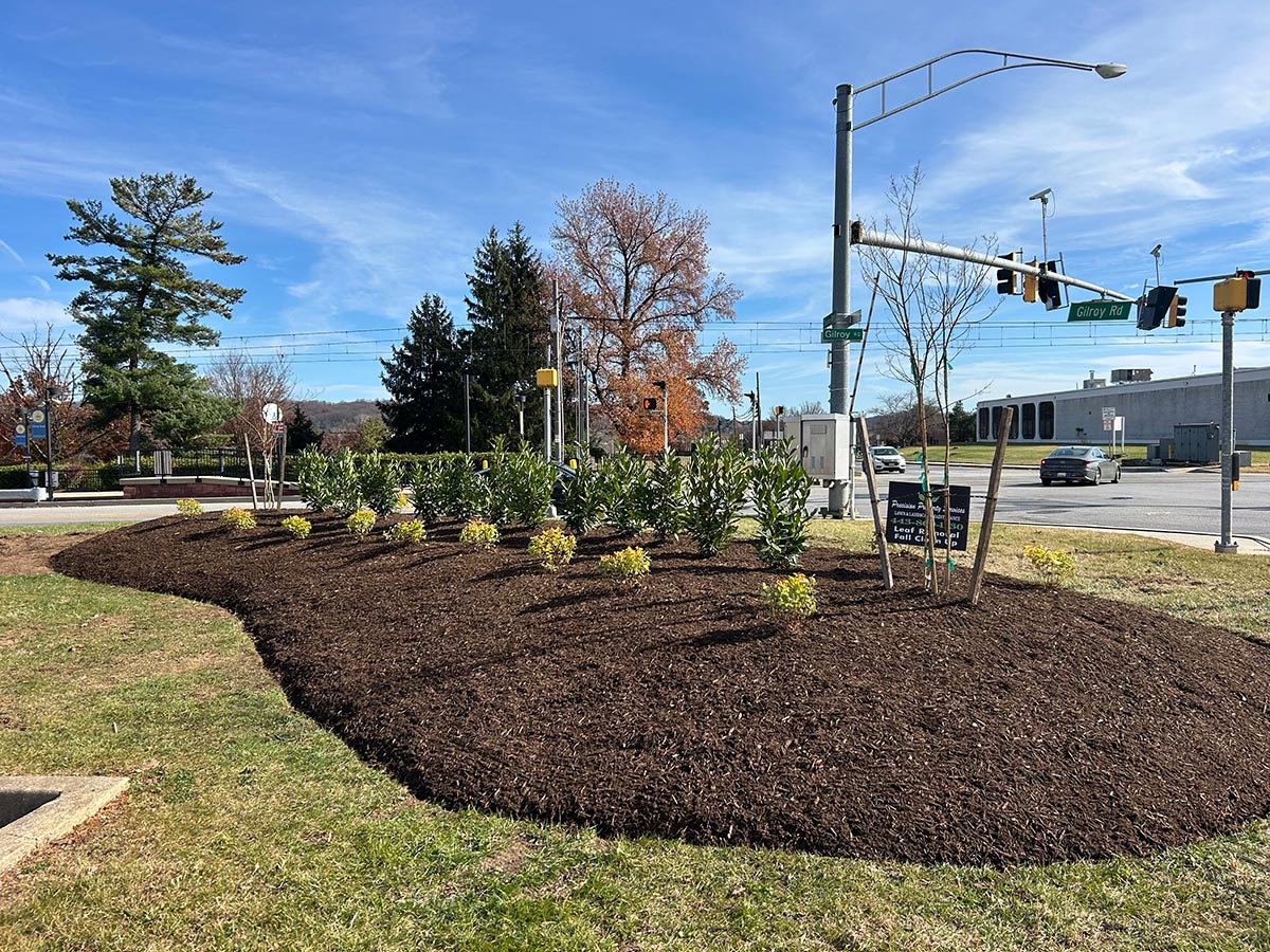 Commercial landscape island with new plantings and fresh mulch at Gilroy Road